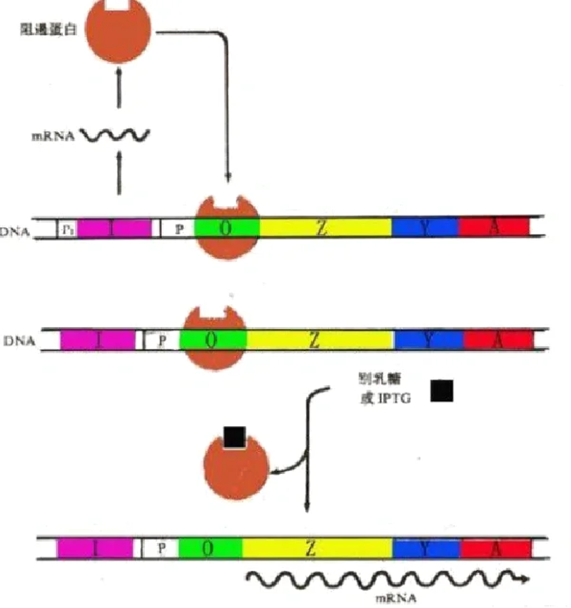 奥全生物医药，如何成为行业的领头羊？——访谈记录